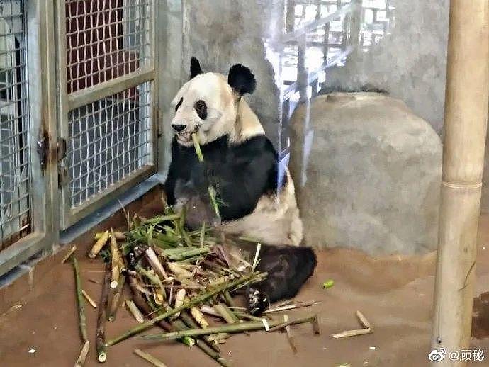 在美国遭受“虐待”的两只中国大熊猫，终于要接你们回家了… - 11