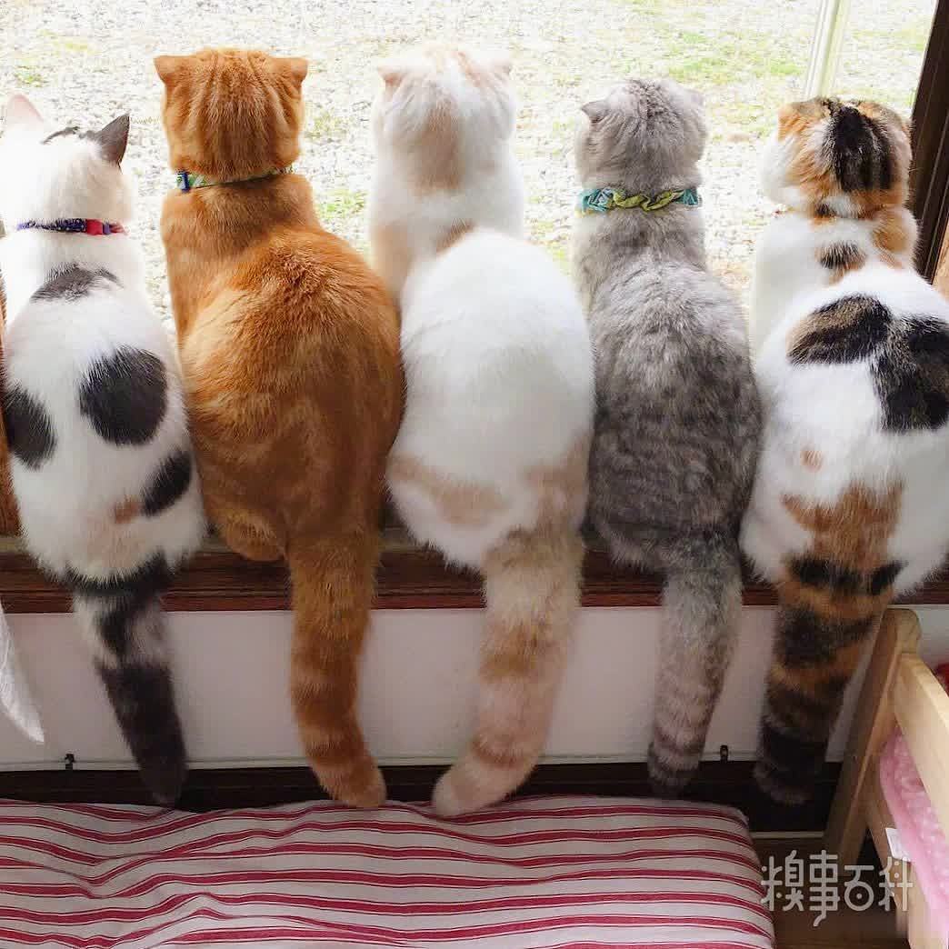 窗台上长满了猫，这样