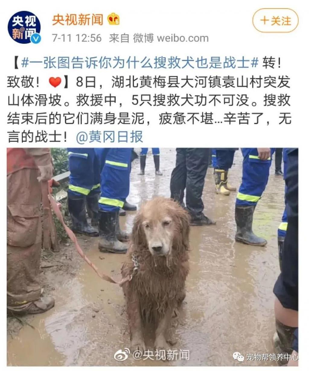 网友匿名挑衅 @中国消防：所有退役搜救犬都应该卖给狗肉店！ - 3