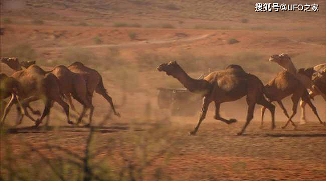 为消灭120万骆驼，人类在驼群中安插叛徒，叛徒却选择了保护骆驼 - 3