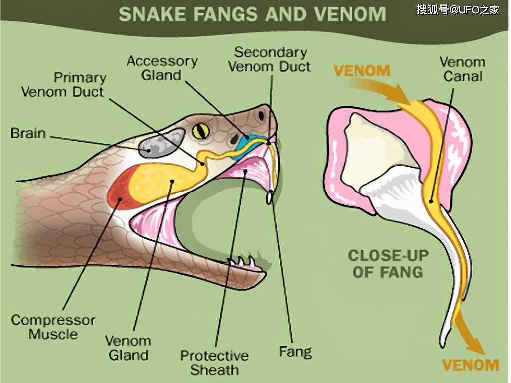 蛇最怕什么？两场实验证明：蛇真的不怕雄黄粉，专家说明了原因 - 9