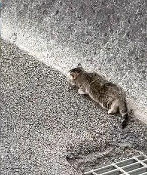 高架桥上看到一只猫咪，以为已经被压扁，发现还活着后紧急救援 . - 2