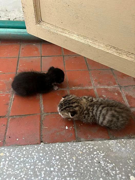 突然听见阳台有奶猫叫声，一看两只没断奶的小猫在地上，而猫妈妈 . - 1
