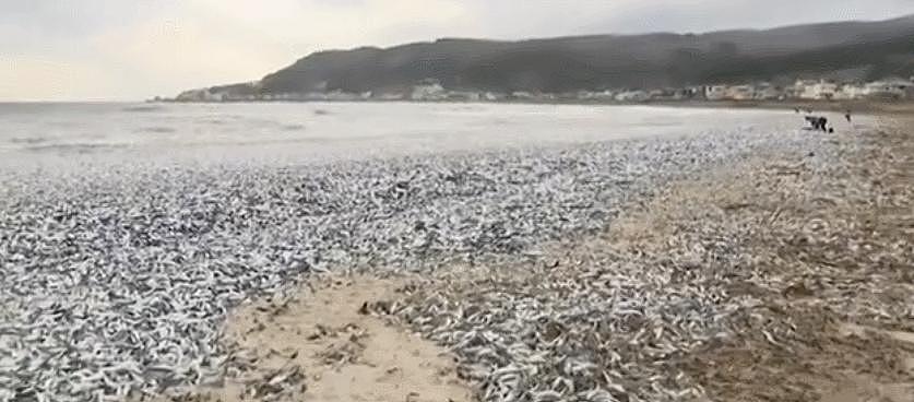 日本千吨死鱼涌向海岸，外媒怒骂核废水污染？ - 4