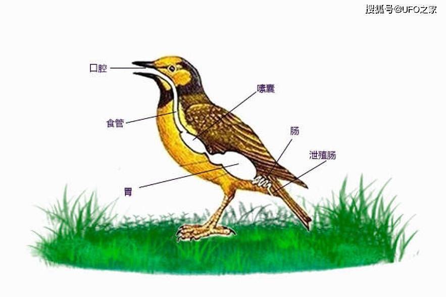 科学家：企鹅或是外星生物！粪便中有与金星大气中一样的磷化氢 - 12