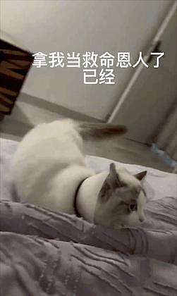 猫咪绝育，主人联合宠物医生演戏，结果…这是“认贼作母”啊！ - 17