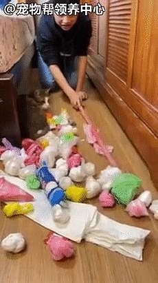 大扫除找出 60 多个塑料袋，当事猫坐一旁失落：宝藏被发现了 . - 6