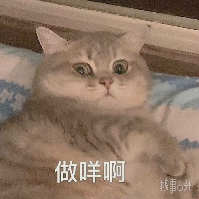 可爱小猫表情包