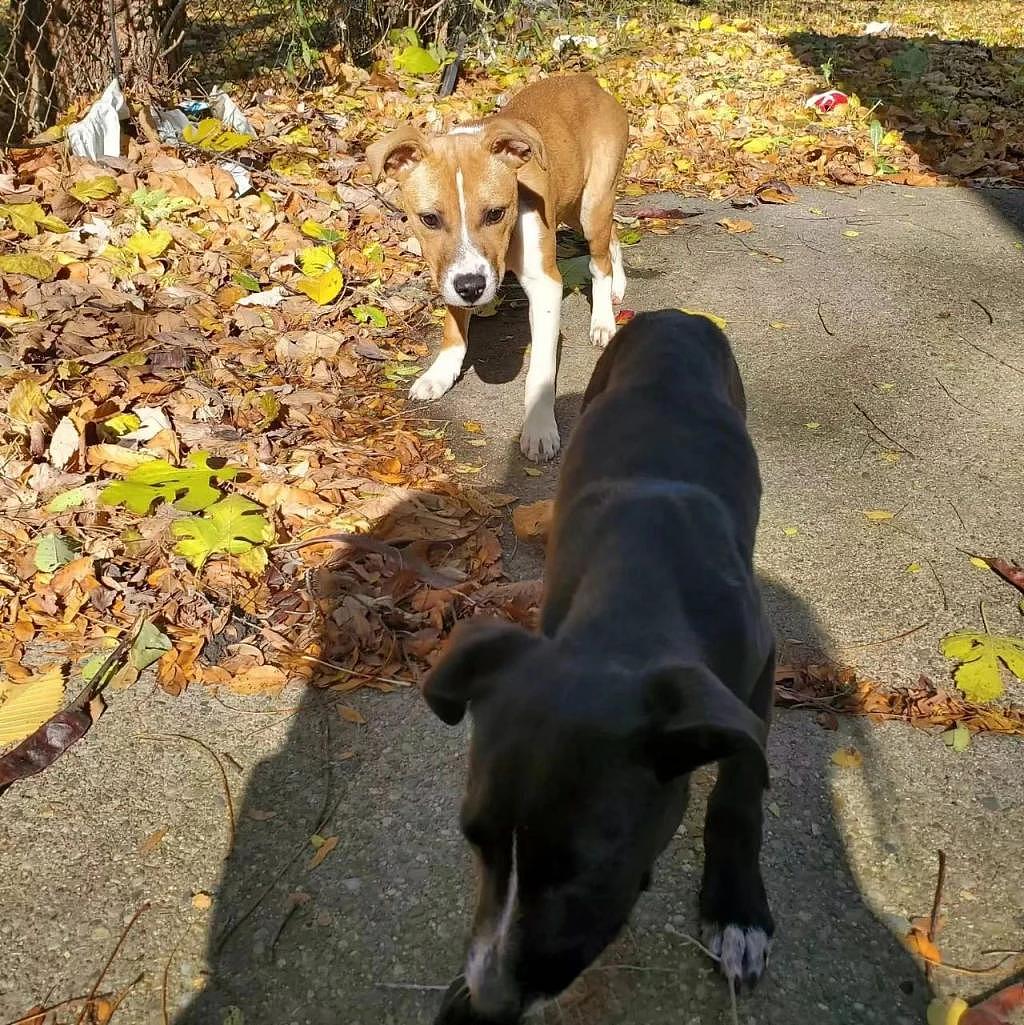 两只狗狗躲在废弃的院子里，相互依靠在阳光下取暖，直到救援人员找到它们 . - 3