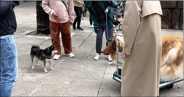 日本男子砸 200 万变成狗被人牵着在街上遛，视频火遍外网！网友：真的狗看了都害怕 - 9