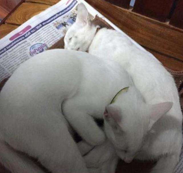 猫咪睡觉时，为什么喜欢“紧挨着主人”？原因很简单 - 7