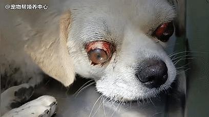 狗狗遭遇车祸，被撞得眼球突出，惨不忍睹，好不容易保住眼球，可 . - 4