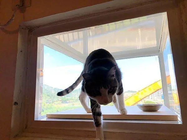 废弃的窗型冷气洞，拿来改造成猫咪观景窗后，猫猫超爱的 - 5
