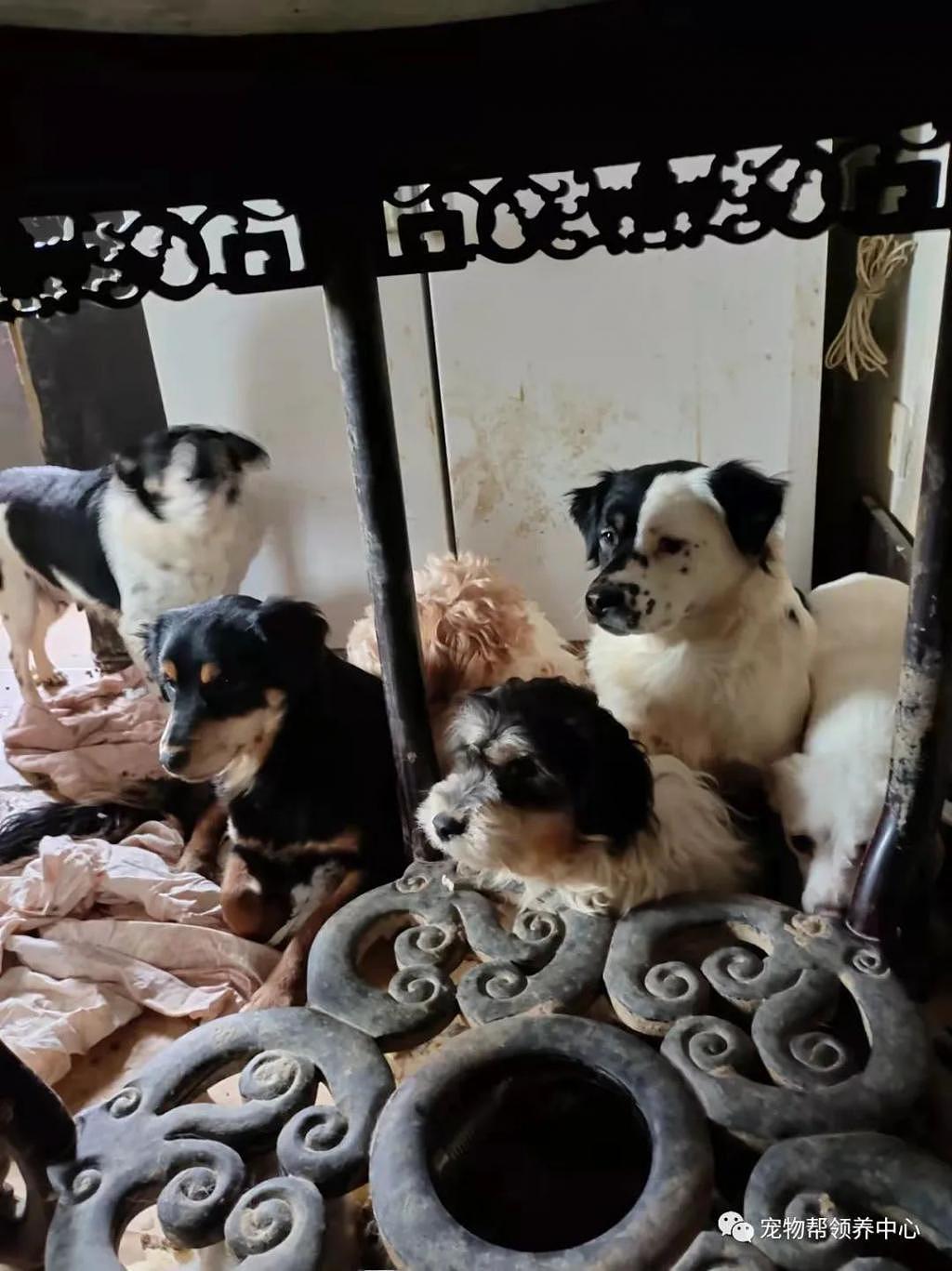 紧急扩散！上海 70 多岁阿姨突发心脏病，她救助的近 80 只猫狗急需帮助 . - 4