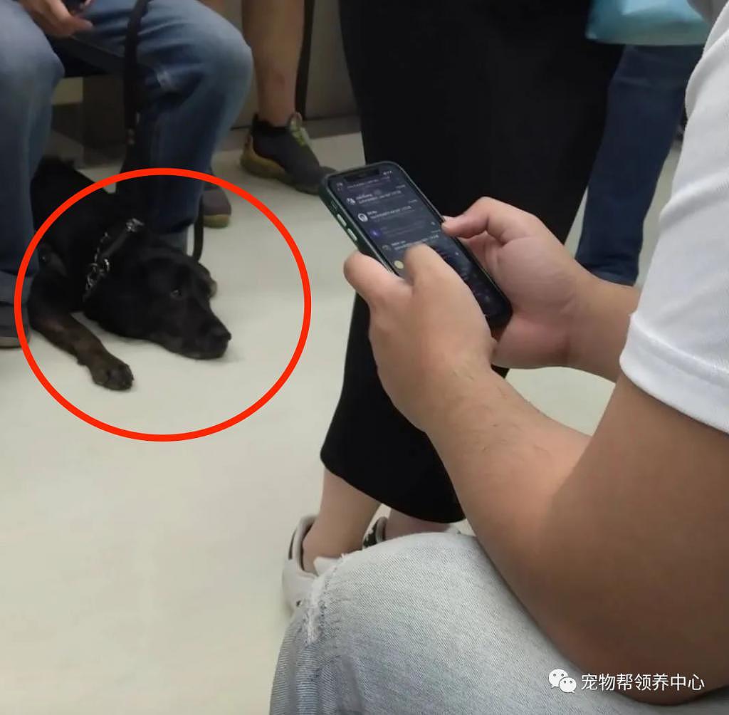 导盲犬被只顾刷手机的乘客多次踢脸，委屈蜷缩模样太心疼了 . - 1