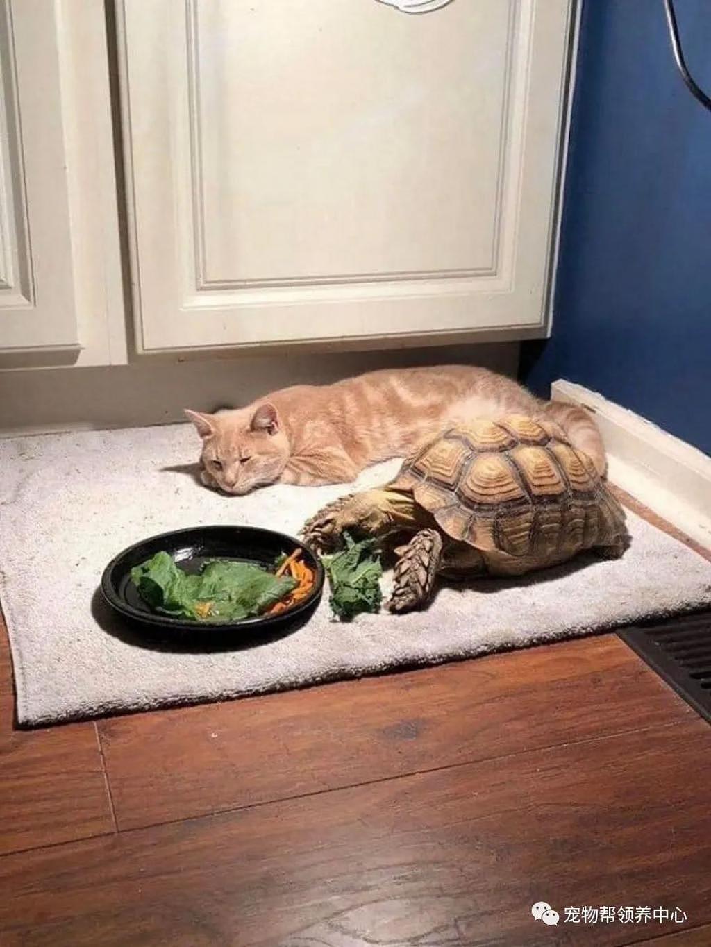 同伴龟速吃饭，橘猫等到睡着，一看盘子里竟还有一半 . - 5