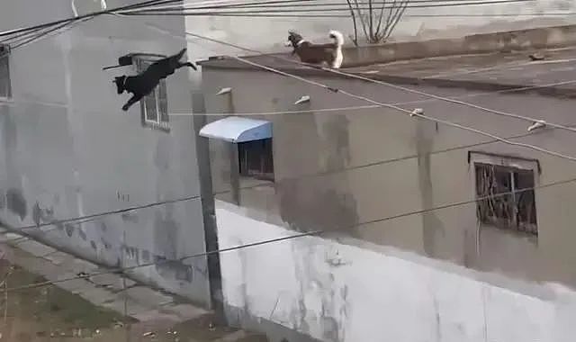 原来狗急了真的会跳墙！黑狗从屋顶一跃而下，一旁二哈吓傻了 - 2