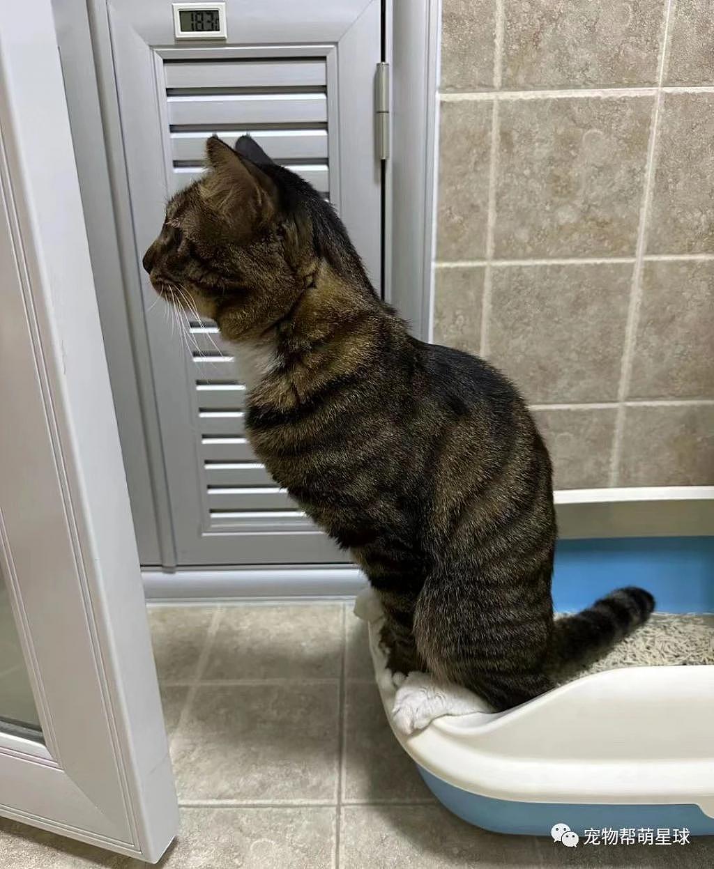 猫猫洁癖严重，上厕所为了不踩猫砂，每次都是这种姿势 . - 1