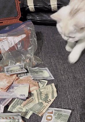 小猫偷藏“私房钱”被抓现行，网友：猫的小金库比我的裤兜还富裕… - 11
