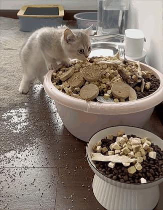 主人出门几天，给猫准备了一整盆猫粮冻干、满地猫砂，猫：我最后一餐吗？ - 3