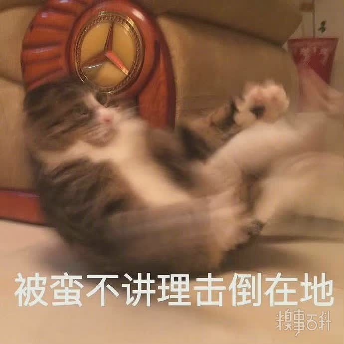 可爱小猫表情包