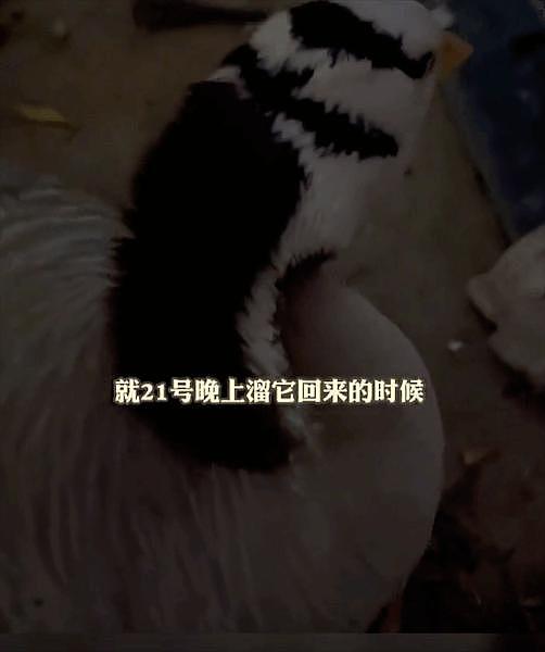 网红斑头雁被游客踢死，理由是它吓到了孩子 ... 动物成为网红，还是害了它们 - 3