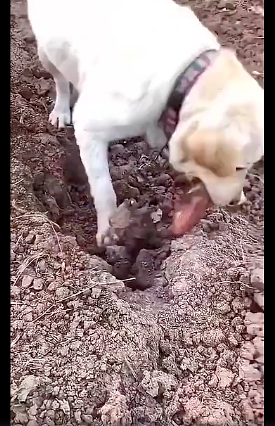 狗狗出去玩时突然刨坑，然后从地里挖出了一个大红薯，厉害呀！ - 2