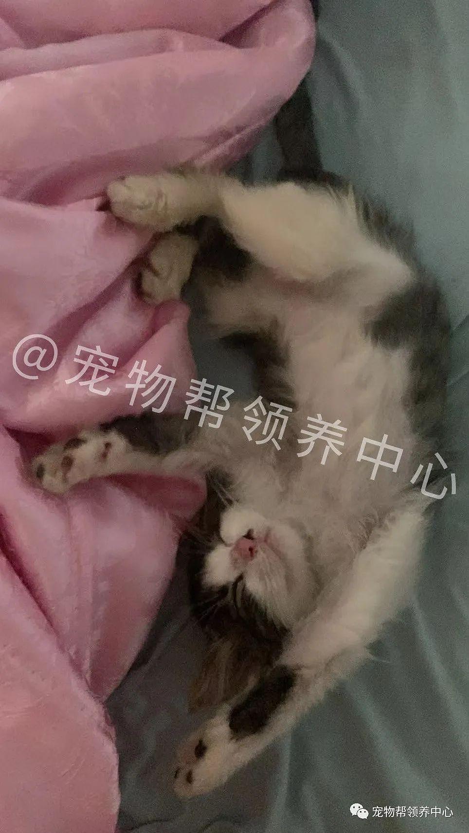 奶猫饿到追着人喵喵叫，获救后发现它竟被人踢得尿道破裂 - 6