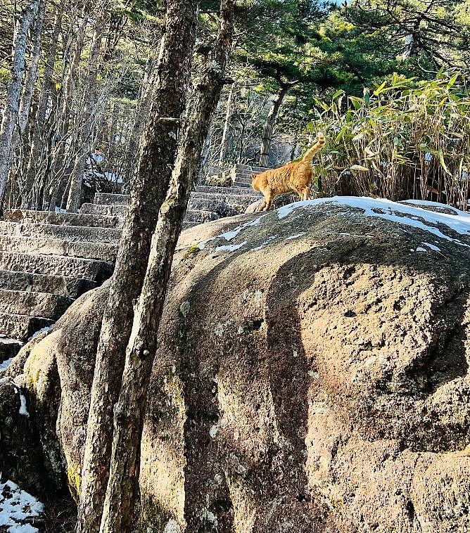 游客在黄山拍到不明野生动物，专家调查发现：这货好像是……大橘猫？ - 13