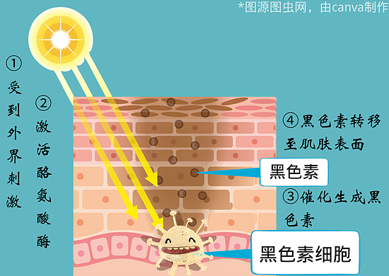 关于肌肤基底层的黑色素细胞 你知道多少？ - 4