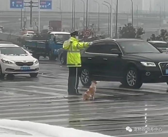 流浪狗风雨无阻陪交警站岗，2 年后终于获得“编制”，狗狗：努力是有回报的！ - 2