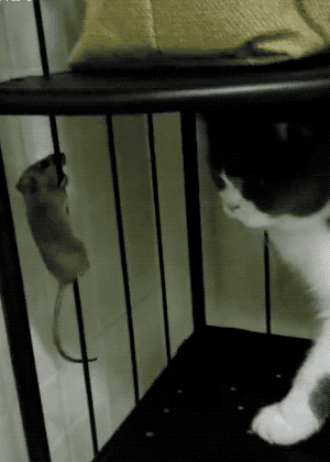 老鼠:哥，看钢管舞吗