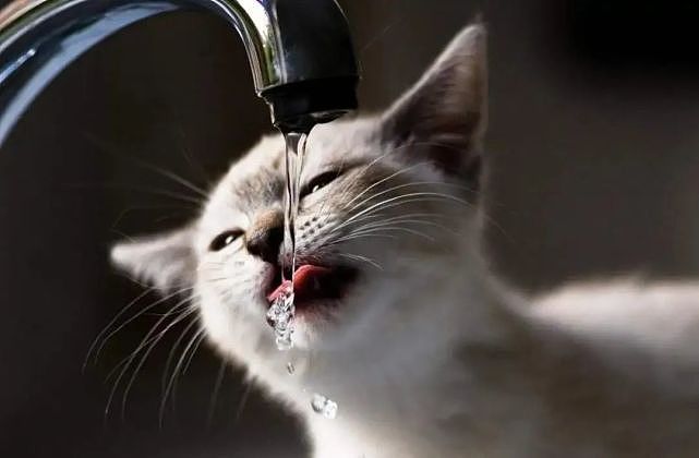 猫护 | 不爱喝水的猫让铲屎官发愁，那猫咪突然频繁喝水就是好事吗？ - 1