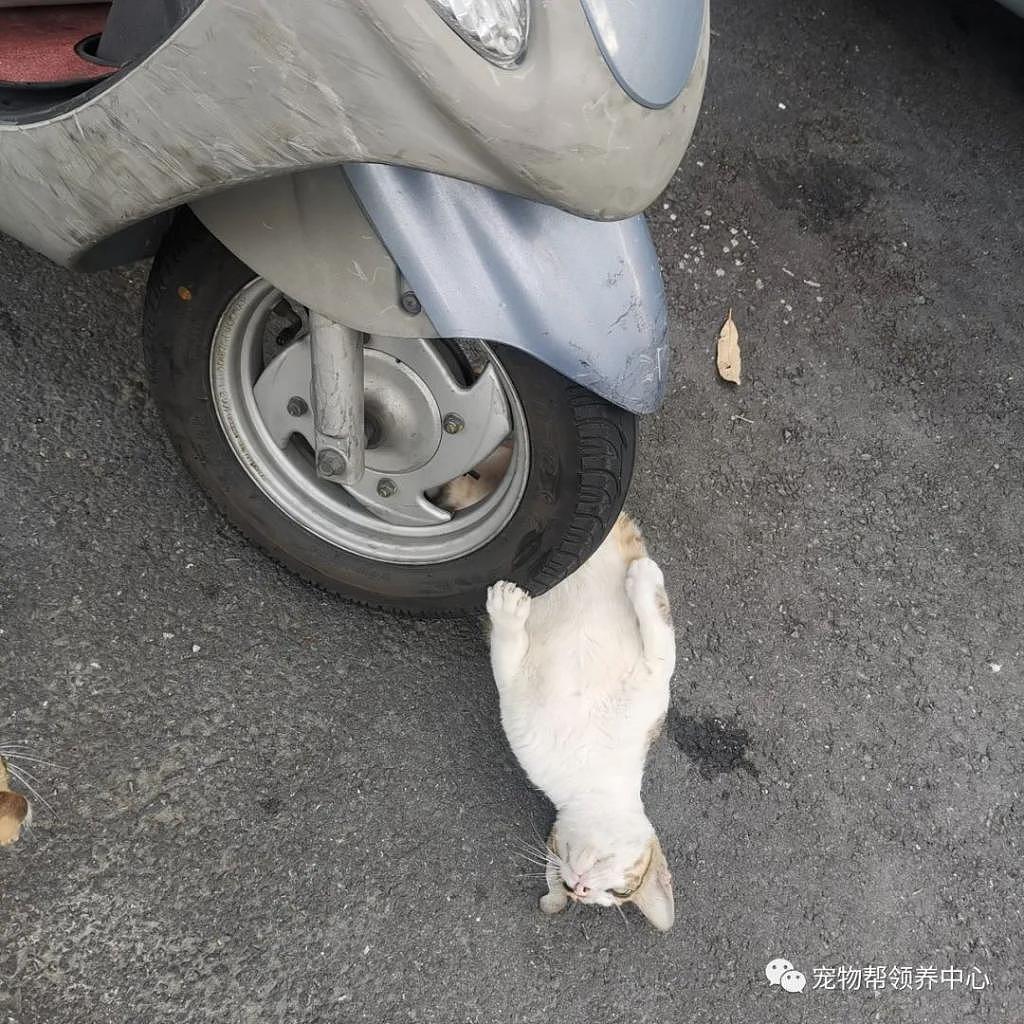 猫咪瘫在车轮下，以为被轧，结果竟是碰瓷老司机，虚惊一场！ - 1
