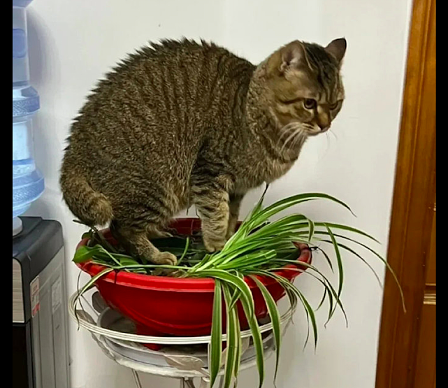 网友买了个吊兰，猫咪却偏要坐在上面不下来：猫砂盆不错，给我吧 - 2