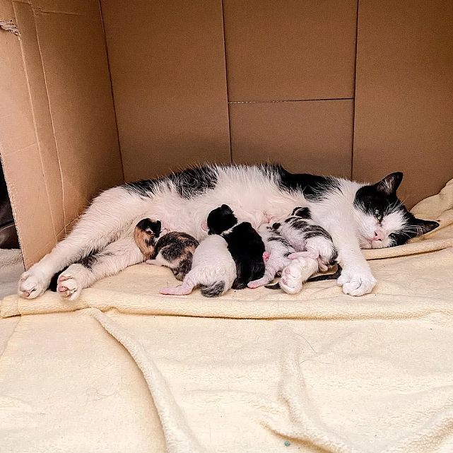 猫趣｜胆小的怀孕母猫被猫群欺负，却对人类打开心扉，顺利生下五只小猫 - 6
