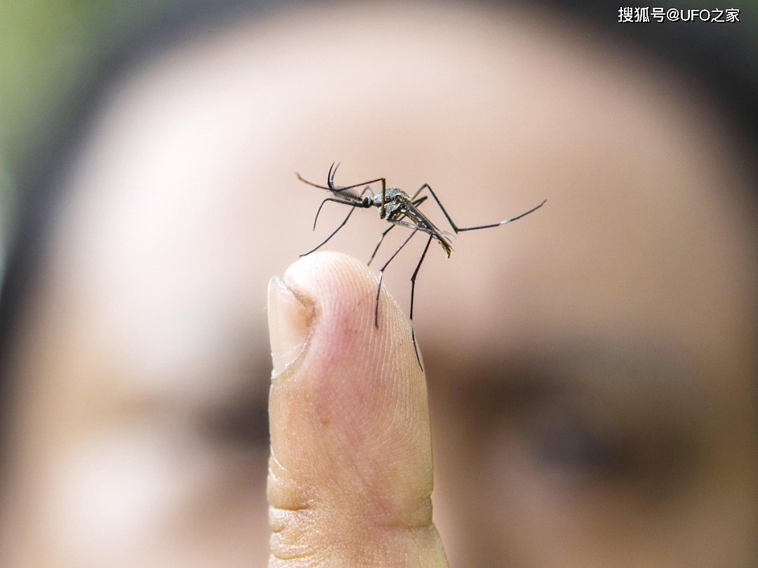 每年超百万人次因蚊子死于疟疾，若使蚊子灭绝，会破坏生态吗？ - 1