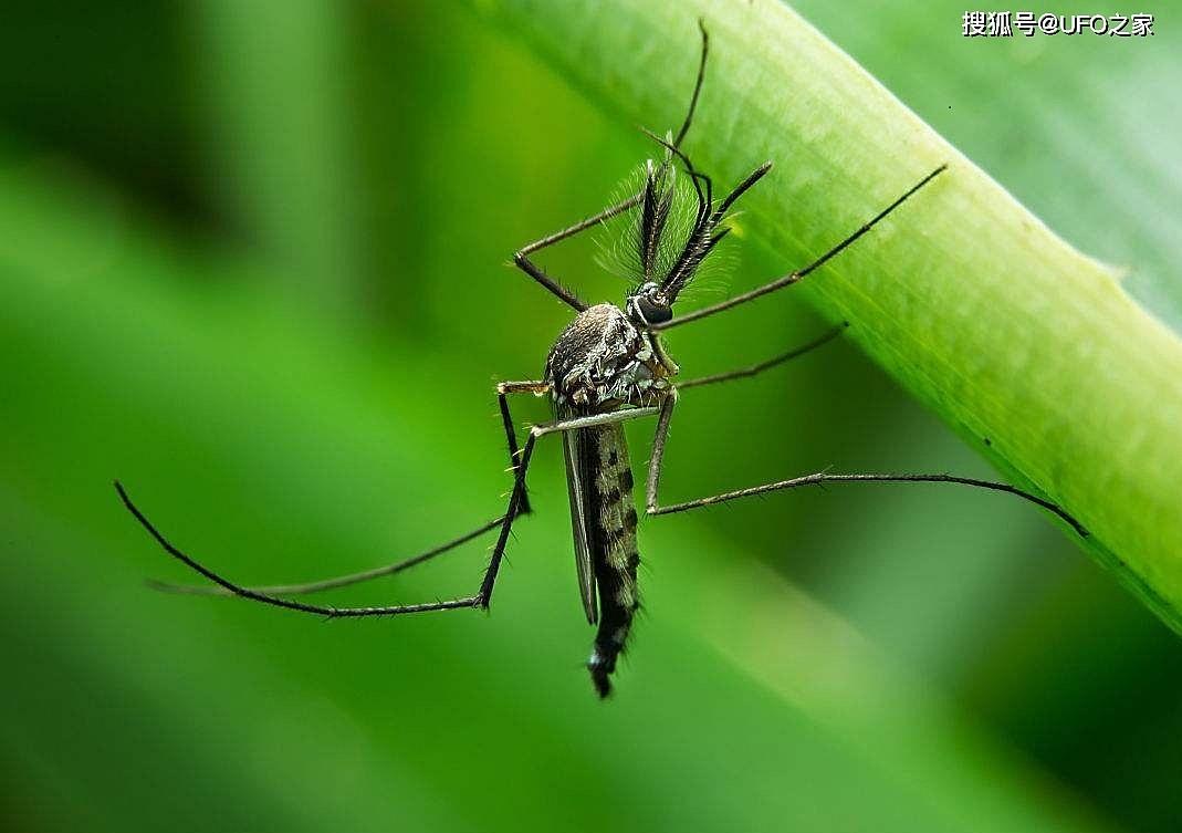 每年超百万人次因蚊子死于疟疾，若使蚊子灭绝，会破坏生态吗？ - 11
