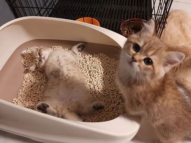 想上厕所的小奶猫，却看到同伴躺在猫砂盆睡觉…“我再憋会？” - 3