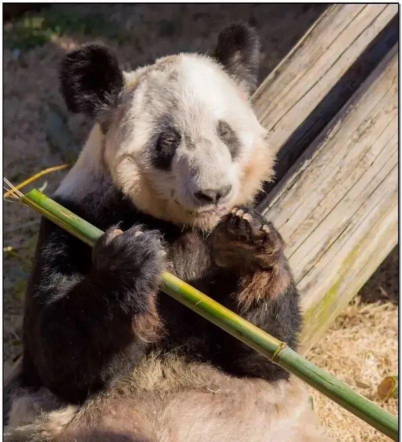 在美国遭受“虐待”的两只中国大熊猫，终于要接你们回家了… - 9