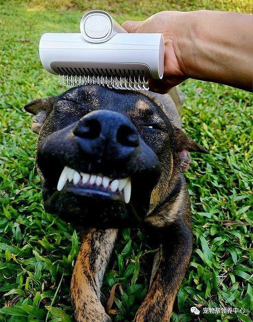 给狗狗梳毛，它表情却超夸张，呲牙咧嘴：再梳就秃啦！ - 2