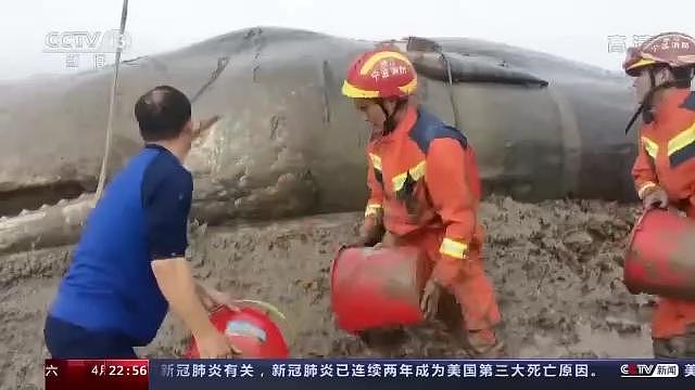 全程回顾！中国首次成功救助大型抹香鲸，有“鲸”无险！ - 4