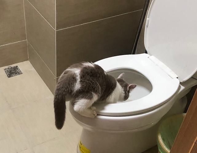 为什么猫咪宁可喝马桶水，也不愿意喝碗里的水？ - 2