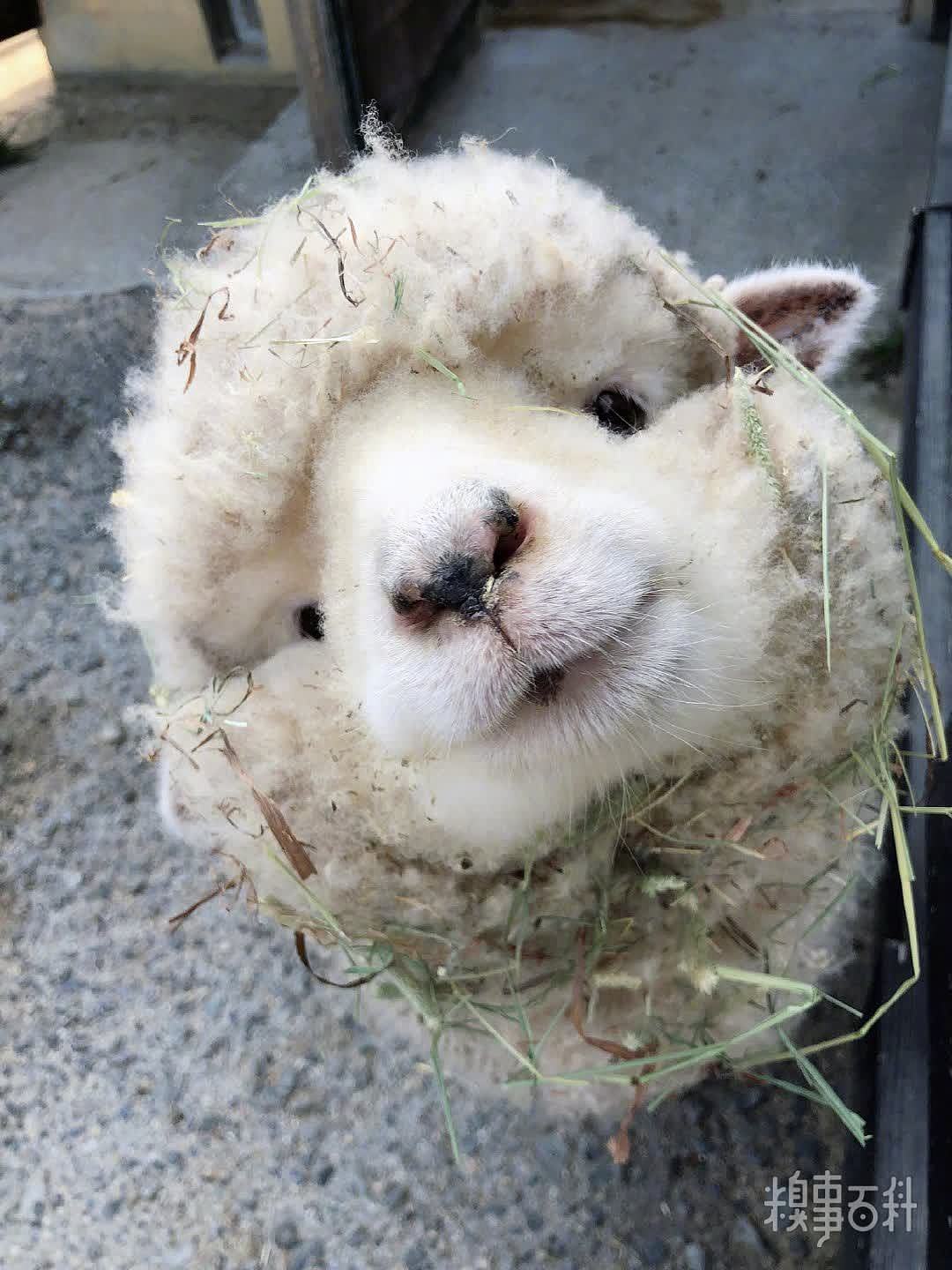 淡路岛上动物园的羊咩
