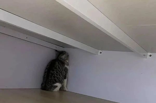 美短猫见维修师傅，秒钻床底“缩墙角面壁”，妈：你不是很嚣张吗？ - 1