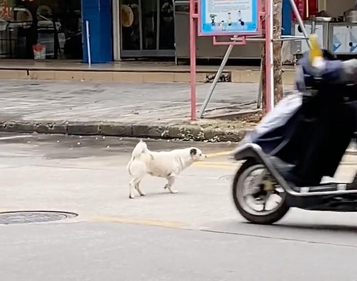 狗子拖着后肢过马路，路人以为是残疾心疼落泪，可下一秒…哈哈！ - 6