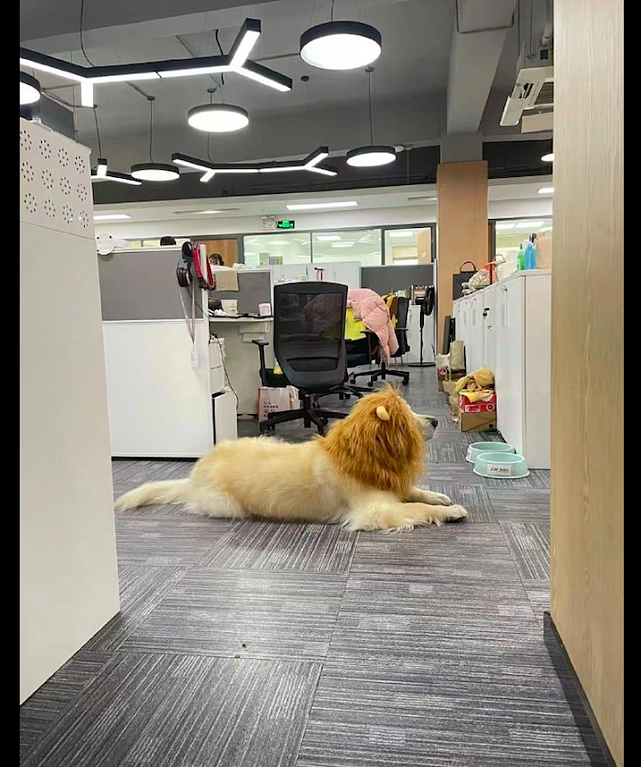 上班发现在办公室里有只狮子，转过头后我笑了，表情太委屈了吧！ - 1