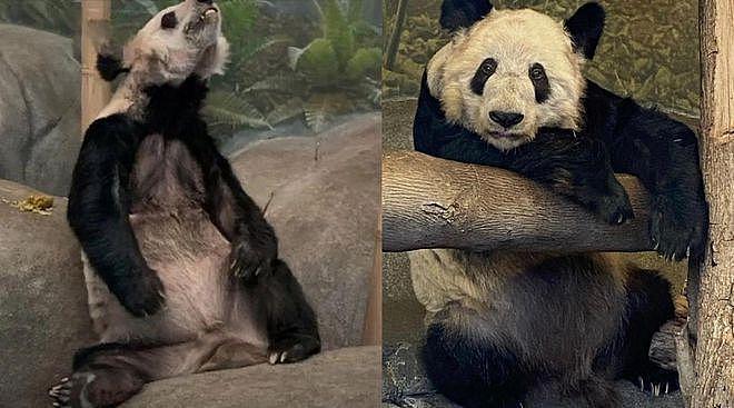 在美国遭受“虐待”的两只中国大熊猫，终于要接你们回家了… - 4