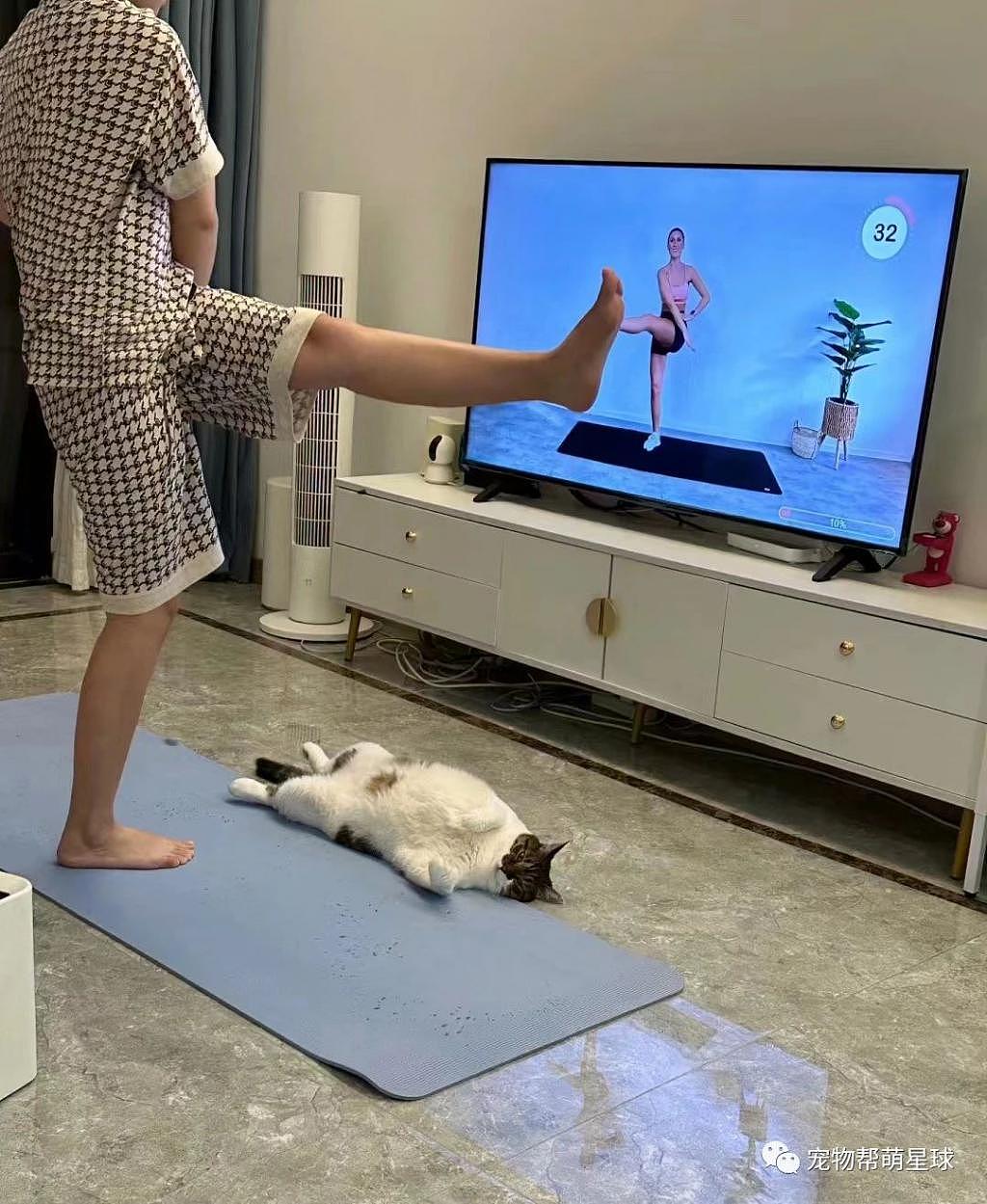 铲屎官上瑜伽课，猫咪非要参与进来，只不过全程一个姿势 . - 2