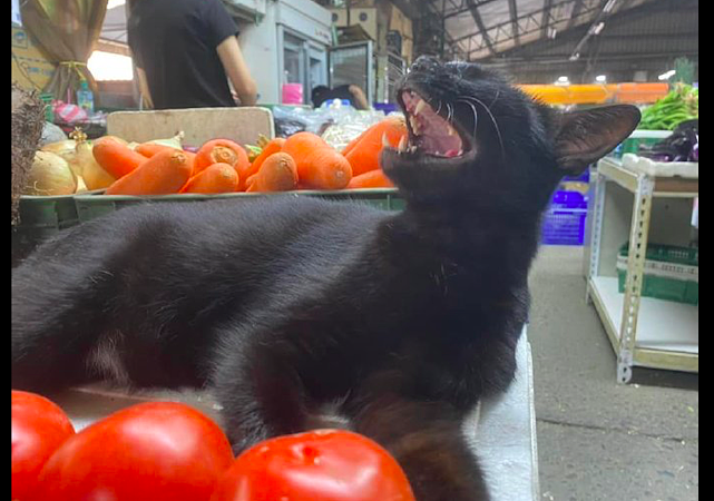 猫咪帮主人卖西红柿，没人买还很不高兴：快来买呀，免费撸猫咯！ - 3